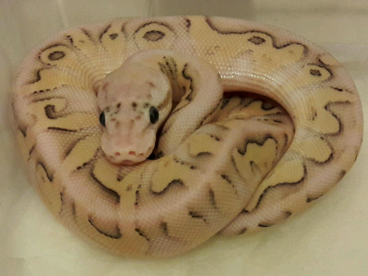 Butter Clown Pastel Pinstripe