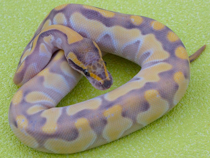 Butter Desert Ghost Enchi