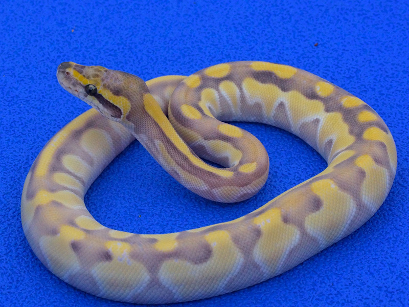 Butter Desert Ghost Enchi