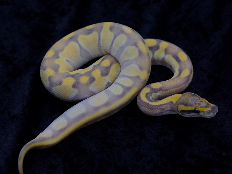 Butter Desert Ghost Enchi