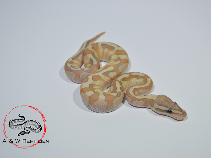 Butter Enchi Fire Ghost