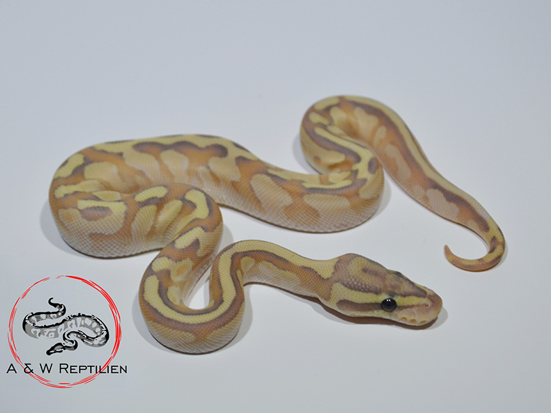 Butter Enchi Fire Ghost