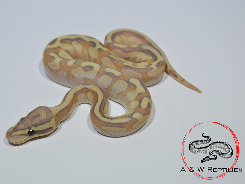 Butter Enchi Fire Ghost