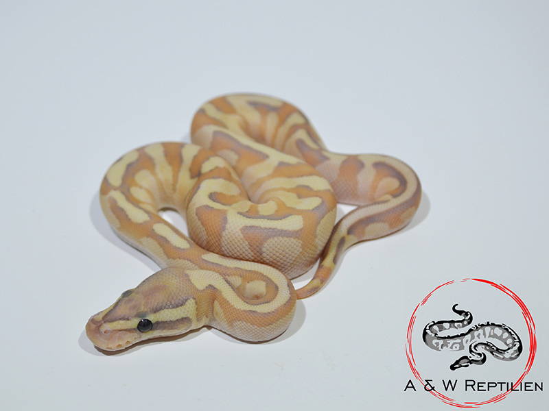 Butter Enchi Fire Ghost