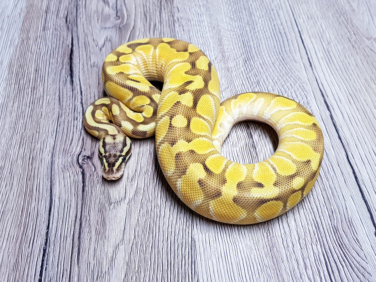 Butter Enchi Fire Orange Dream Pastel