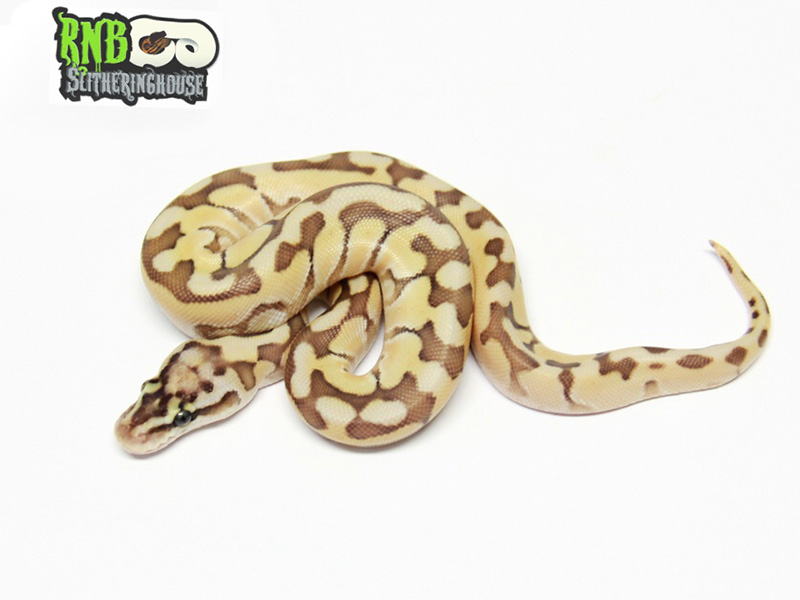 Butter Enchi Fire Pastel Woma