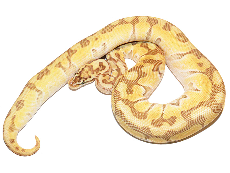 Butter Enchi Fire Pastel Woma