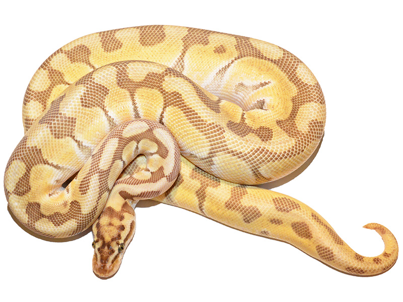 Butter Enchi Fire Pastel Woma