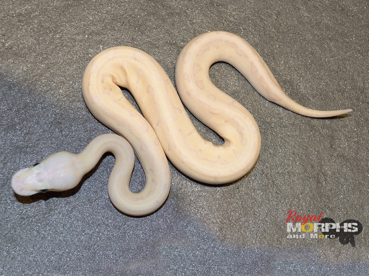 Morph List World of Ball Pythons