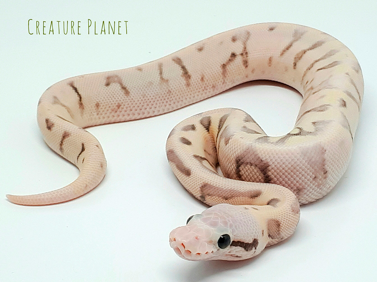 Butter Enchi Fire Spider Super Pastel