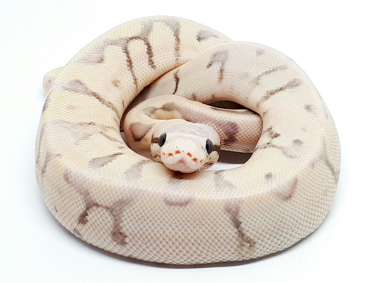 Butter Enchi Fire Spider Super Pastel