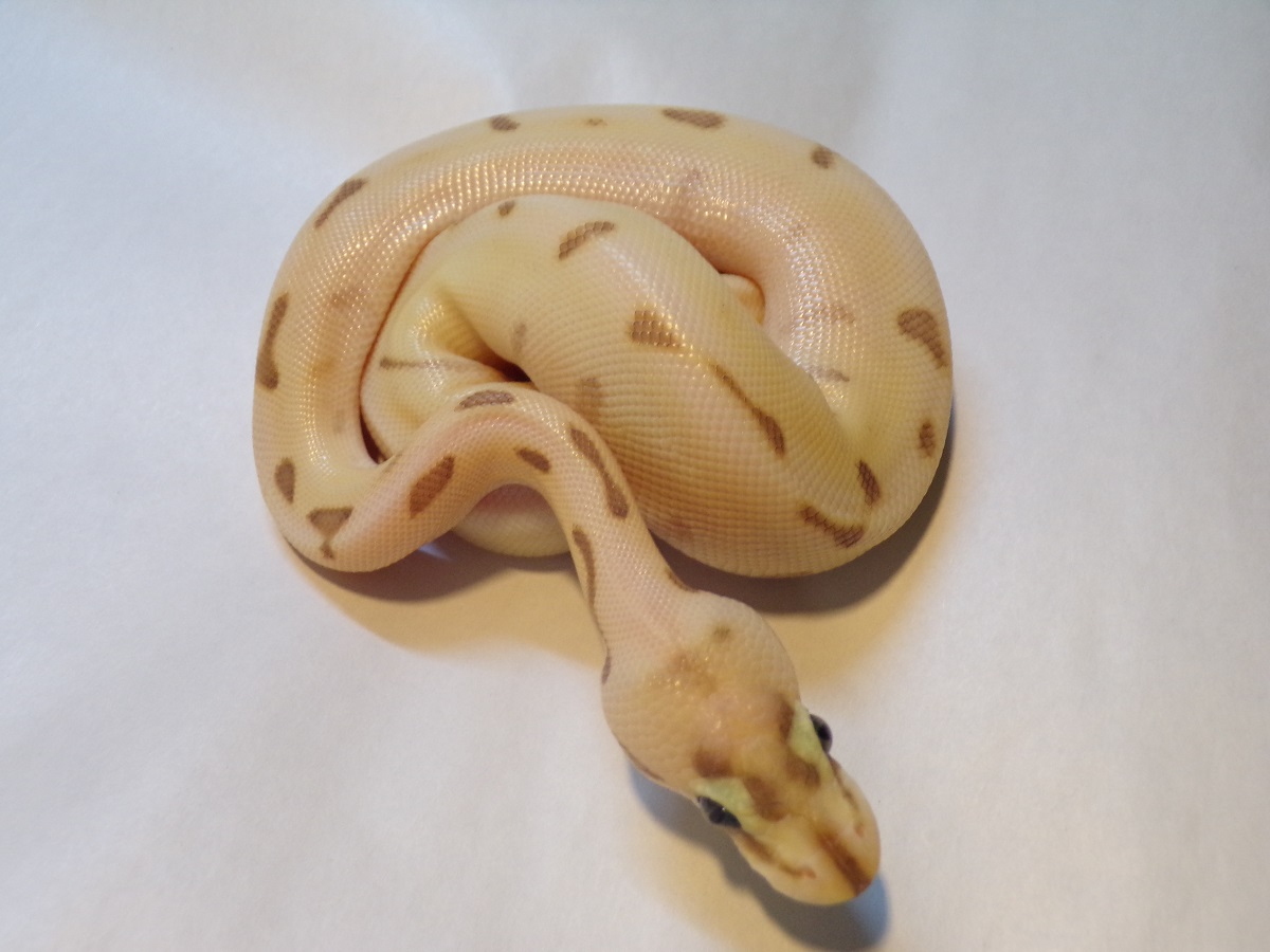 Butter Enchi Fire Spider