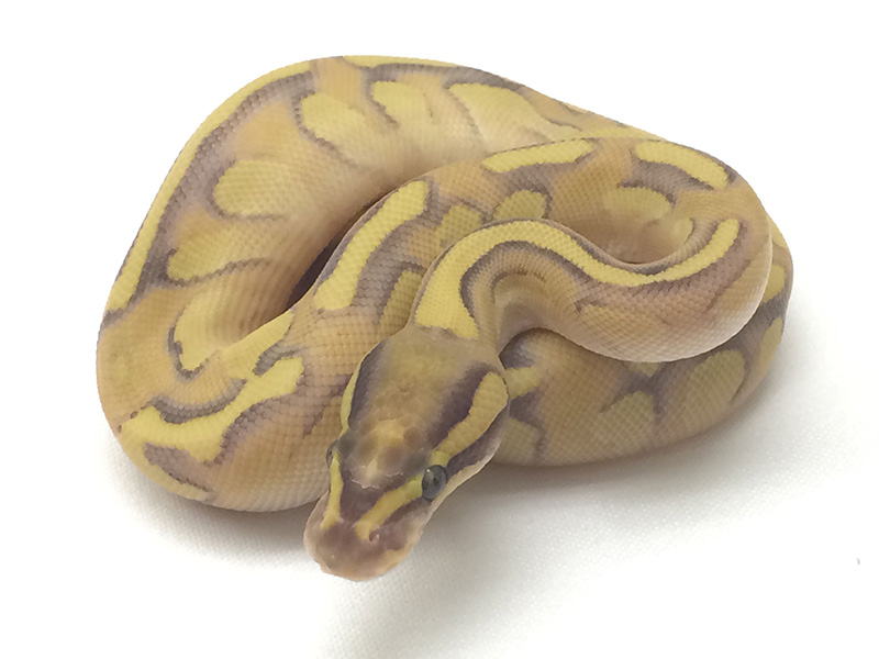 Butter Enchi Fire Yellow Belly