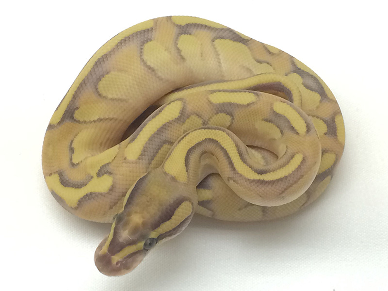 Butter Enchi Fire Yellow Belly