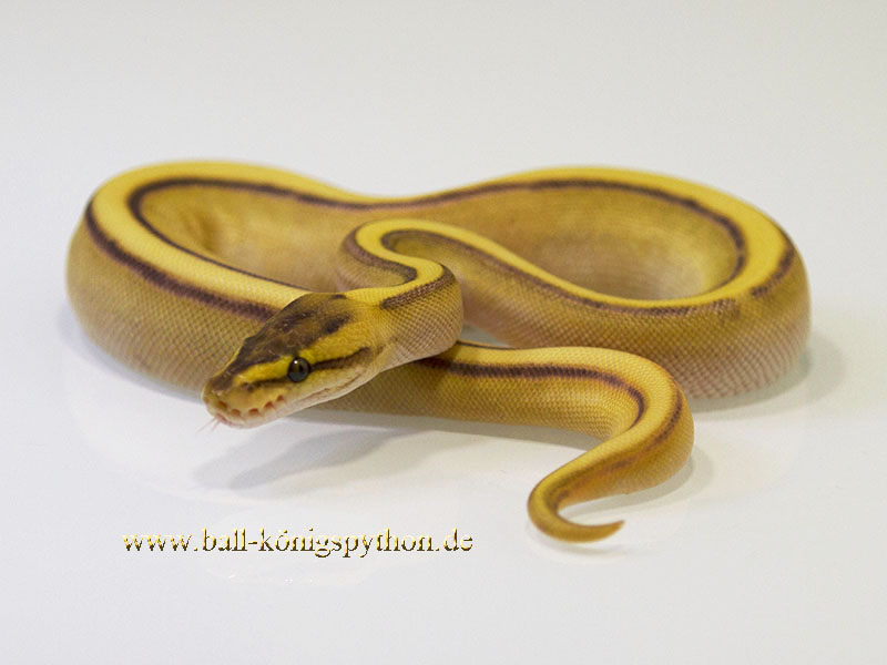 Butter Enchi Genetic Stripe Yellow Belly