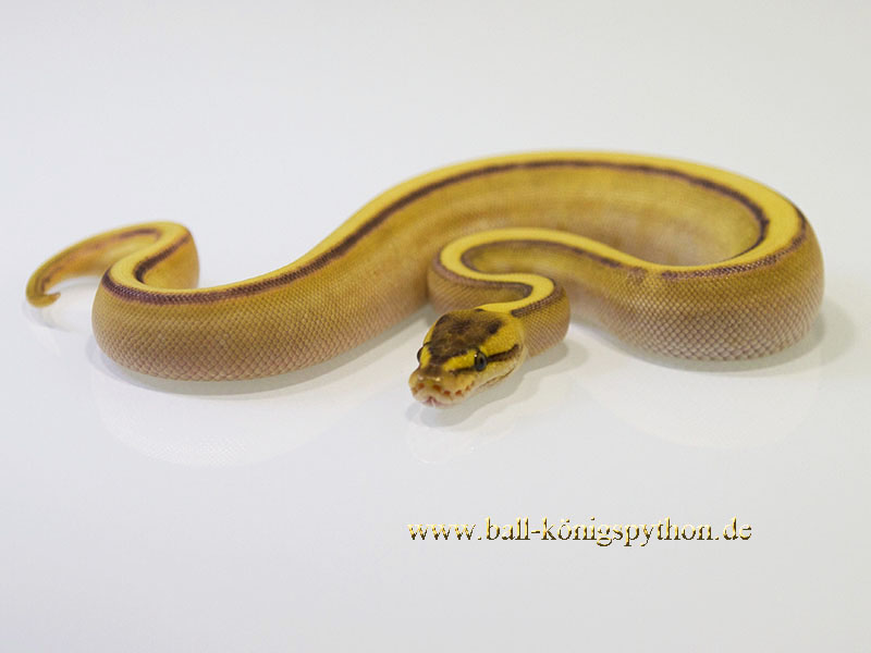 Butter Enchi Genetic Stripe Yellow Belly