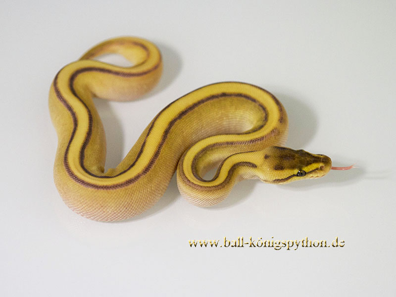 Butter Enchi Genetic Stripe Yellow Belly