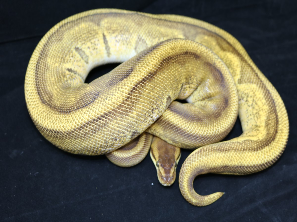 Butter Enchi Genetic Stripe