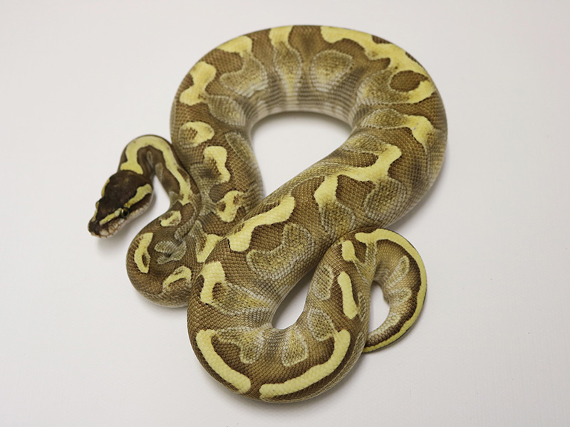 Butter Enchi Ghi