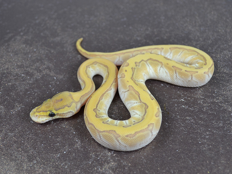 Butter Enchi Ghost Pinstripe
