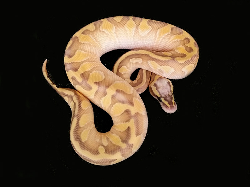 Butter Enchi Ghost Super Pastel