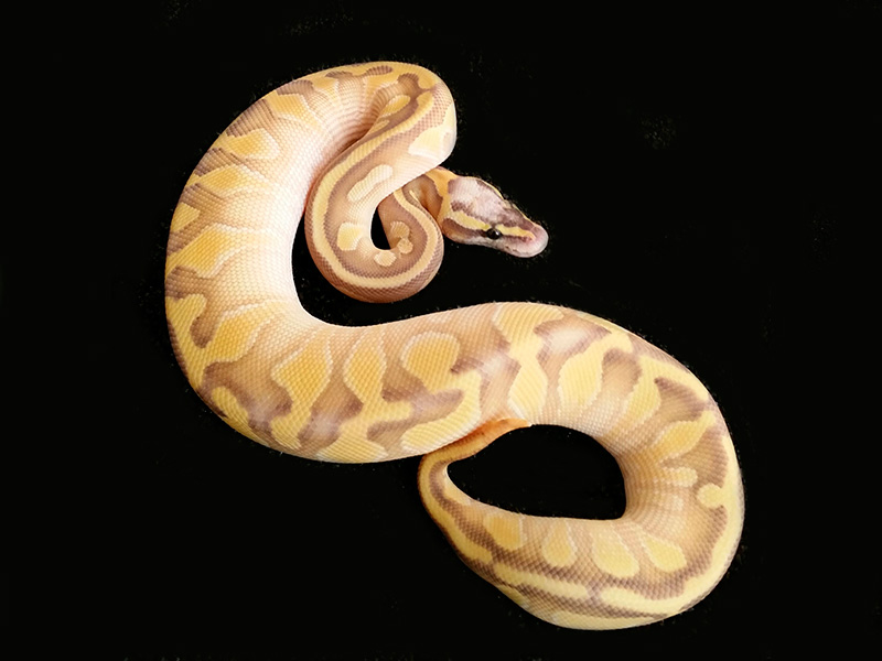 Butter Enchi Ghost Super Pastel