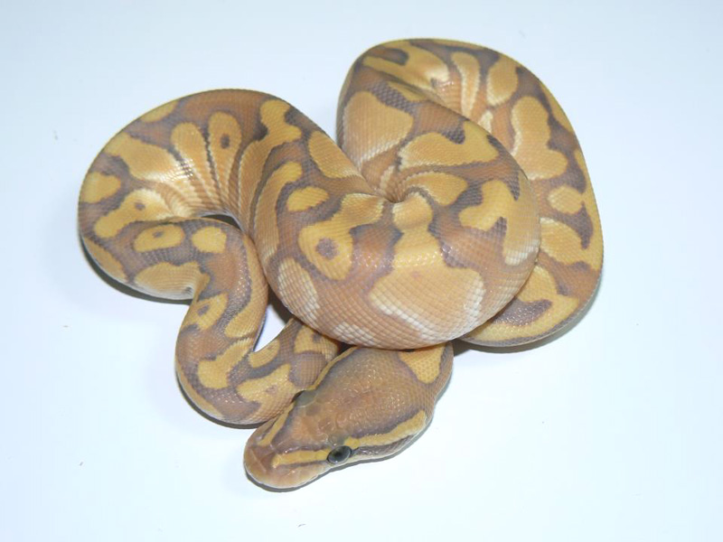 Butter Enchi Hypo