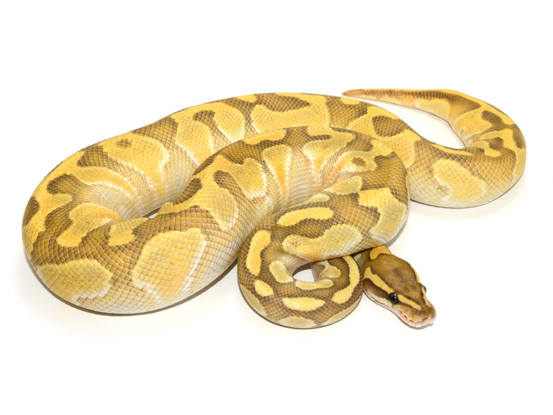Butter Enchi Hypo