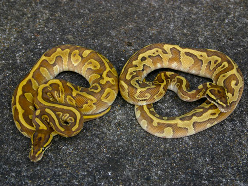 Butter Enchi Leopard