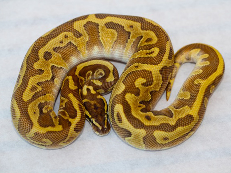 Butter Enchi Leopard