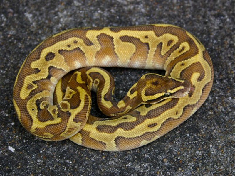 Butter Enchi Leopard