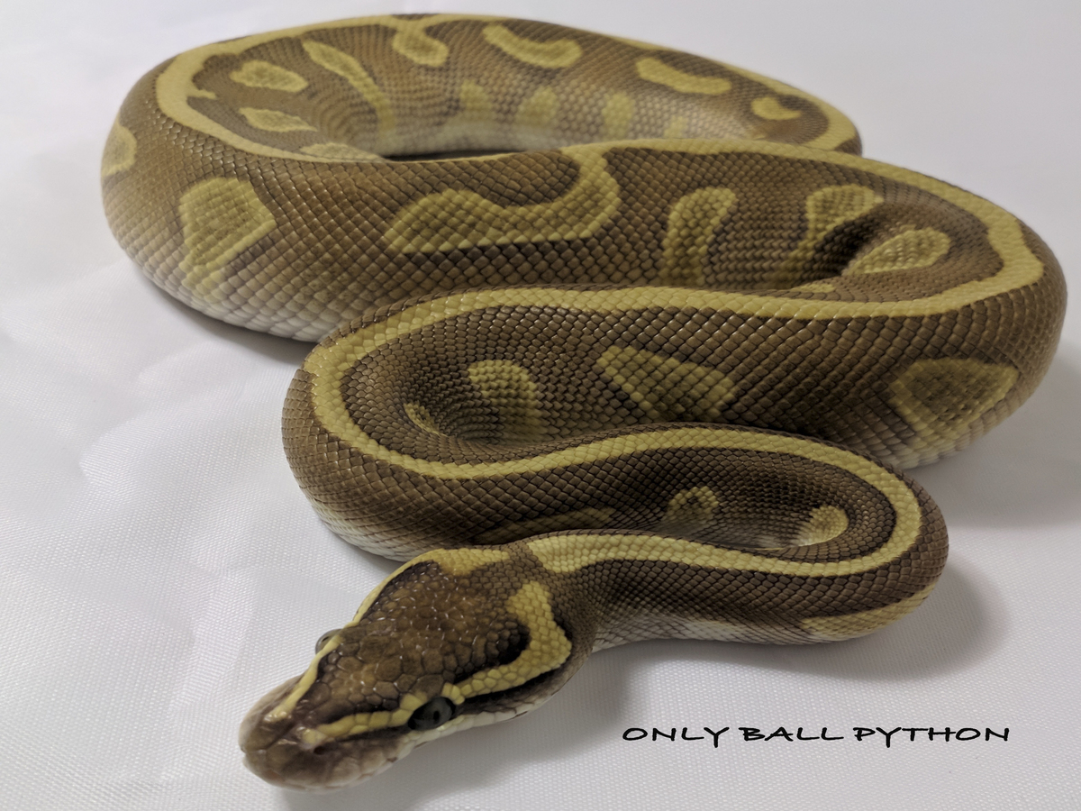 Butter Enchi Leopard