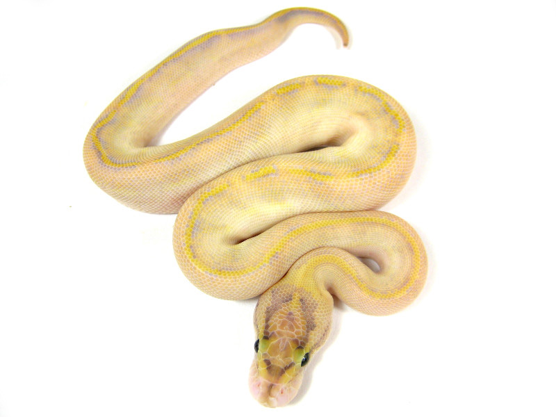 Butter Enchi Lesser