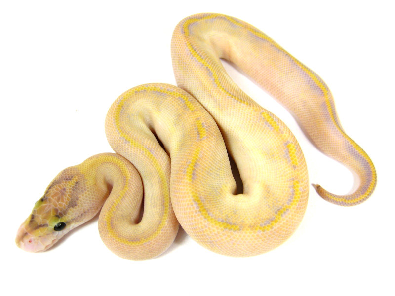 Butter Enchi Lesser