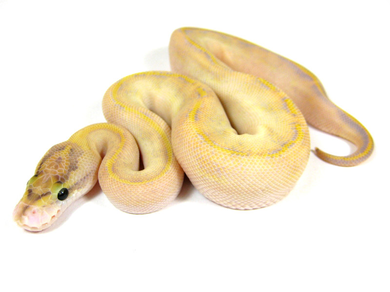 Butter Enchi Lesser