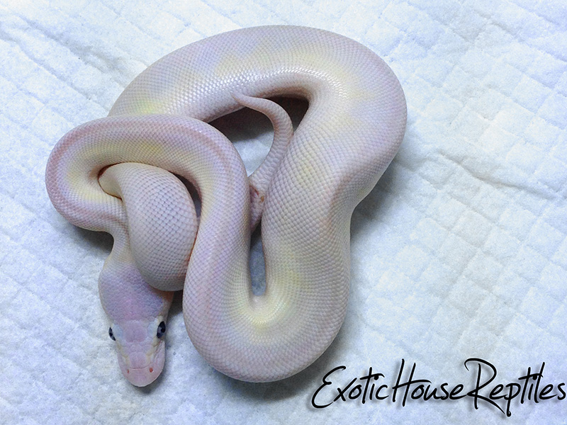 Butter Enchi Mojave