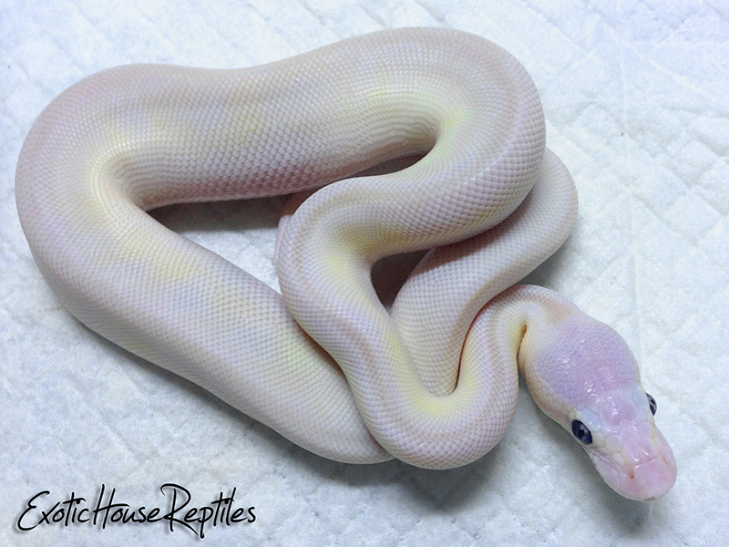 Butter Enchi Mojave