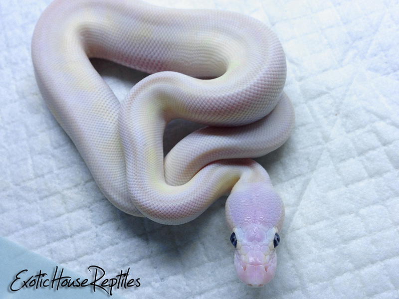 Butter Enchi Mojave