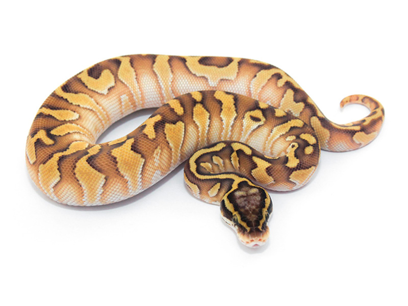 Butter Enchi Pastel Stranger