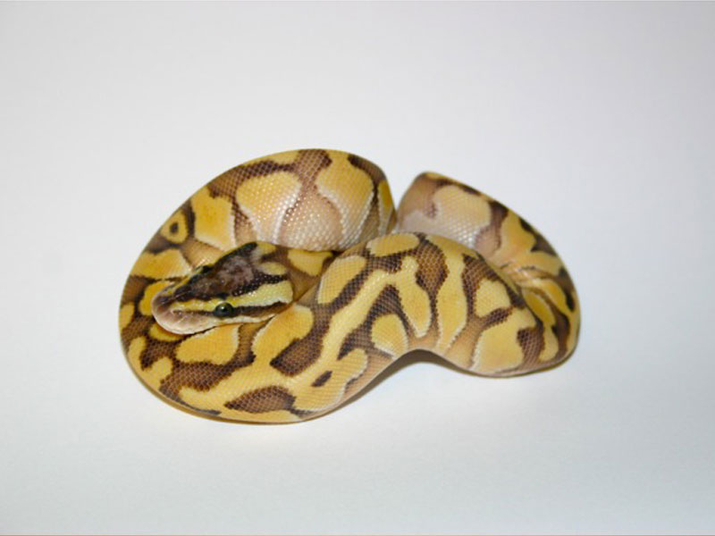 Butter Enchi Pastel