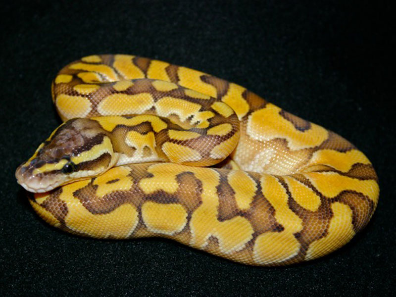 Butter Enchi Pastel