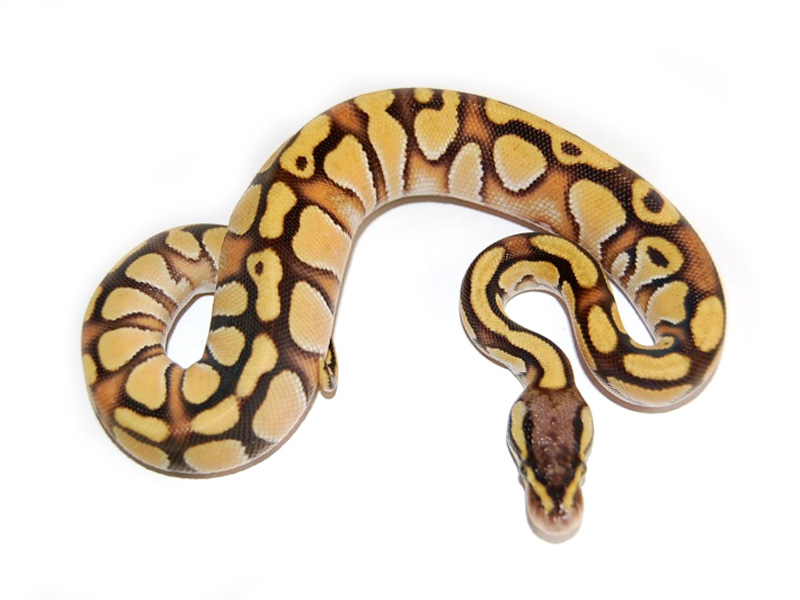 Butter Enchi Pastel