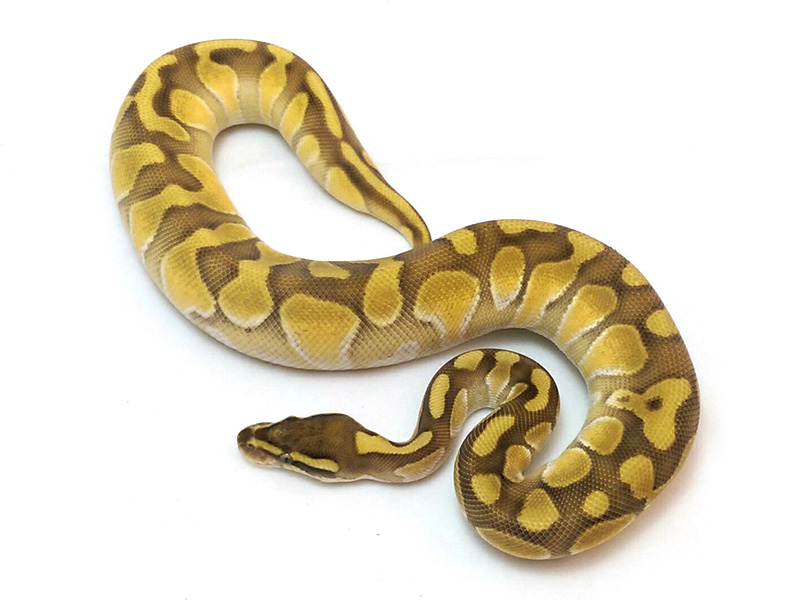 Butter Enchi Pastel