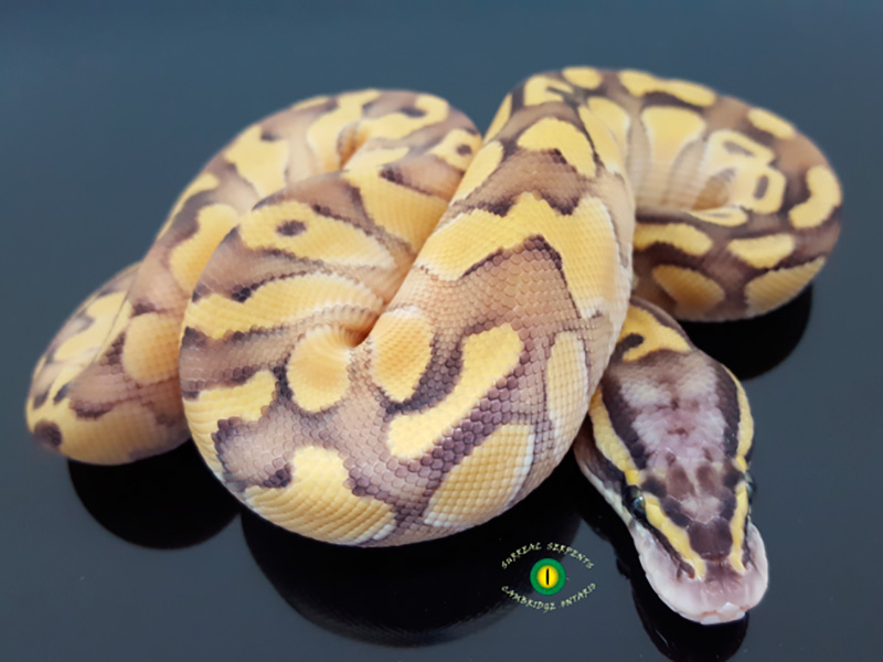 Butter Enchi Pastel