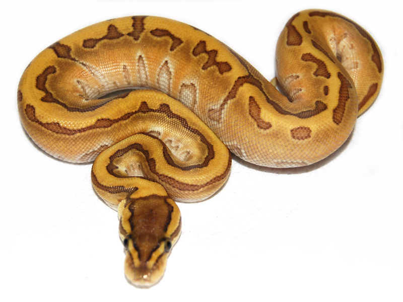 Butter Enchi Pinstripe