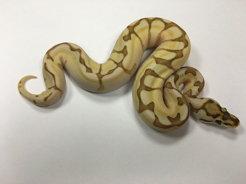 Butter Enchi Spider Yellow Belly