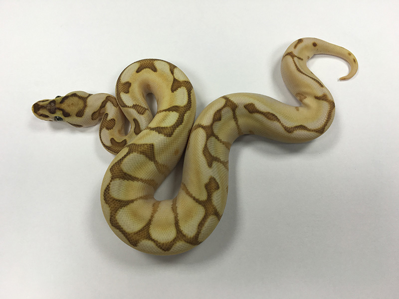Butter Enchi Spider Yellow Belly