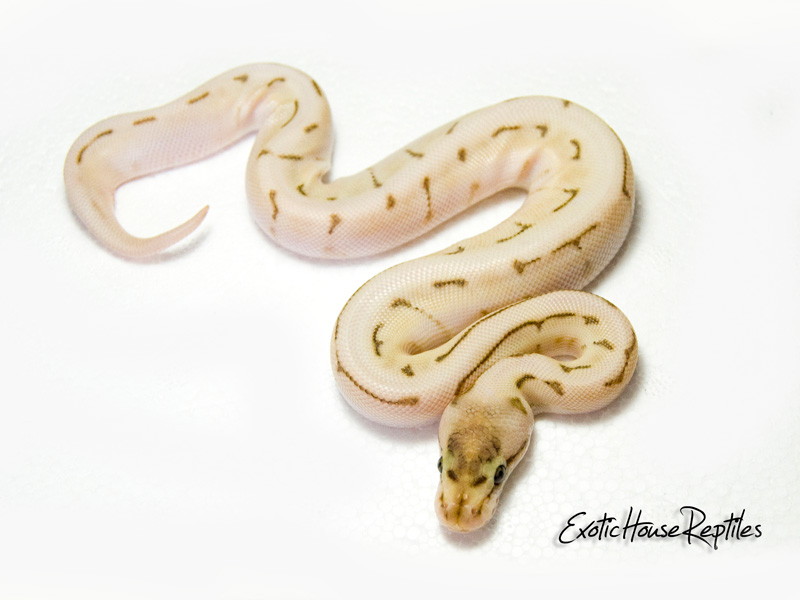 Butter Enchi Spinner