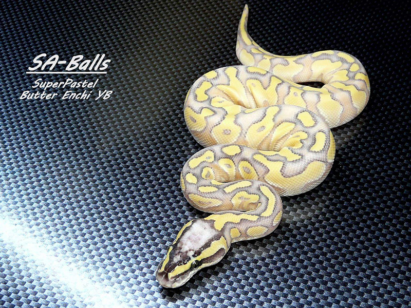Butter Enchi Super Pastel Yellow Belly