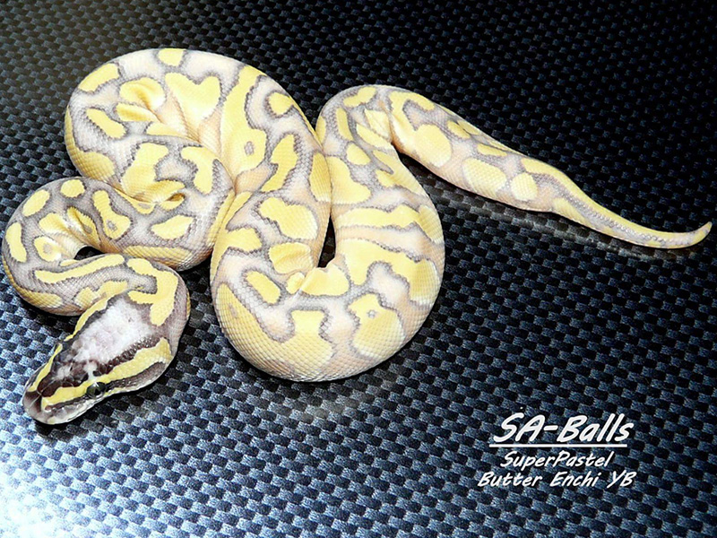 Butter Enchi Super Pastel Yellow Belly